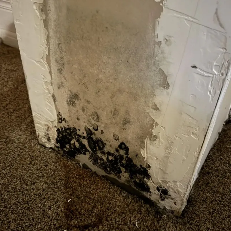 Professional Mold Removal in Dodgeville, WI